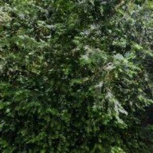 obrazek: avatar MĚSTO Třemošnice