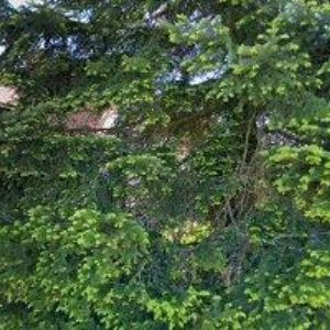 obrazek: avatar OBEC Jestřabí v Krkonoších