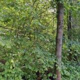 ŘÍMSKOKATOLICKÁ FARNOST Horní Štěpanice