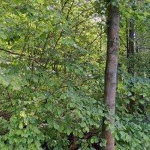 obrazek: avatar ŘÍMSKOKATOLICKÁ FARNOST Horní Štěpanice