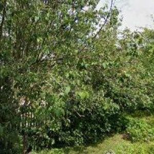 obrazek: avatar ŘÍMSKOKATOLICKÁ FARNOST Jablonné nad Orlicí