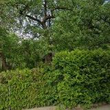 FARNÍ SBOR ČESKOBRATRSKÉ CÍRKVE EVANGELICKÉ V KROUNĚ