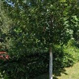 FARNÍ SBOR ČESKOBRATRSKÉ CÍRKVE EVANGELICKÉ V LETOHRADĚ