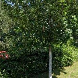 obrazek: avatar FARNÍ SBOR ČESKOBRATRSKÉ CÍRKVE EVANGELICKÉ V LETOHRADĚ