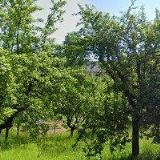 FARNÍ SBOR ČESKOBRATRSKÉ CÍRKVE EVANGELICKÉ V HORNÍ ČERMNÉ