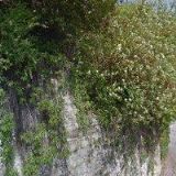 FARNÍ SBOR ČESKOBRATRSKÉ CÍRKVE EVANGELICKÉ VE VSETÍNĚ