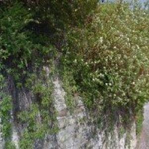 obrazek: avatar FARNÍ SBOR ČESKOBRATRSKÉ CÍRKVE EVANGELICKÉ VE VSETÍNĚ