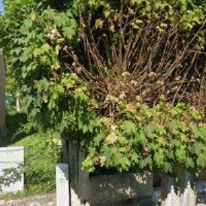 obrazek: avatar SDRUŽENÍ PRO ZÁCHRANU HRADU BRANDÝS NAD ORLICÍ, o.s.