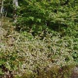 ČESKÝ RYBÁŘSKÝ SVAZ, MO Tanvald