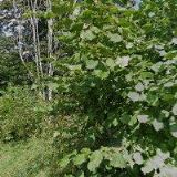 ČESKÝ SVAZ VČELAŘŮ, ZÁKLADNÍ ORGANIZACE Hluboká u Skutče