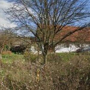 obrazek: avatar ČESKÝ RYBÁŘSKÝ SVAZ, MO Choryně