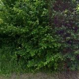 MYSLIVECKÉ SPOLEK Branky-Poličná