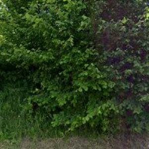 obrazek: avatar MYSLIVECKÉ SPOLEK Branky-Poličná