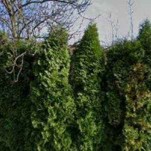 obrazek: avatar ZO ČSOP 76/04 Jasenice