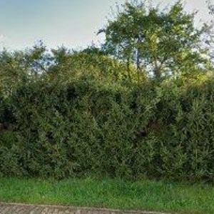 obrazek: avatar NAVRÁTIL JOSEF MUDr.