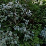 TAMPIEROVÁ JOLANA MUDr.