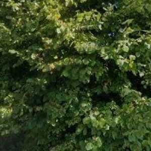 obrazek: avatar VONDRUŠKOVÁ IVETA MUDr.