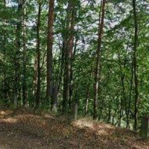 obrazek: avatar KOUDELKOVÁ AILEE-ALTERNATIVNÍ MEDICÍNA