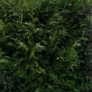 obrazek: avatar LUZAR VLADIMÍR MUDr.