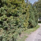 HOLEŠOVSKÝ MILOSLAV-VÝŠKOVÉ PRÁCE