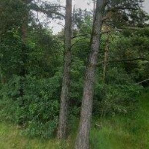 obrazek: avatar PILA BAMBOUSEK