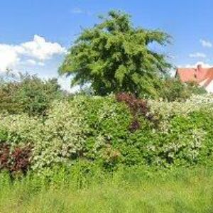 obrazek: avatar WESTDIGI.CZ