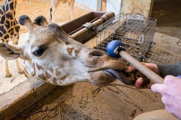 Johanka z pražské zoo zvládá odběry krve bez uspání