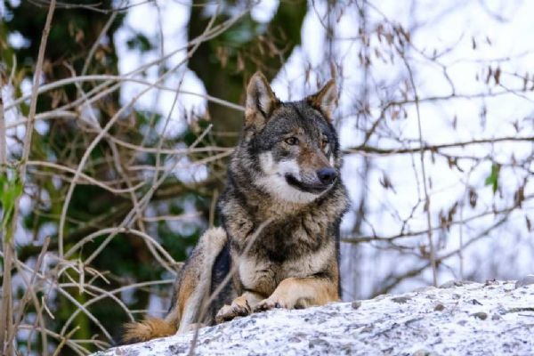 Mrtví vlci v Rychlebských horách: podezření na pytláctví!