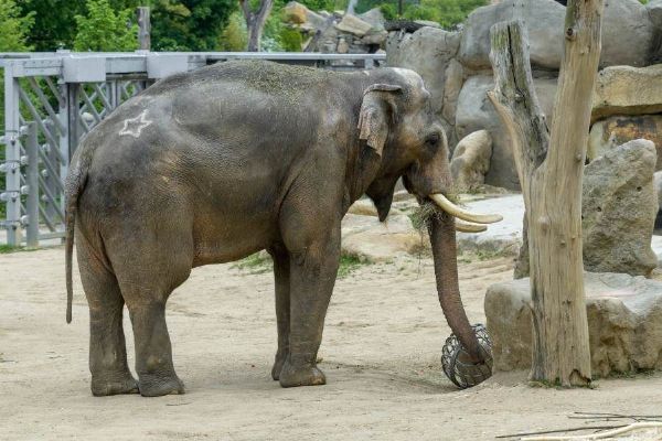 Ostravská a pražská zoo si vyměnily sloní samce, do Ostravy dorazil zkušený chovný jedinec