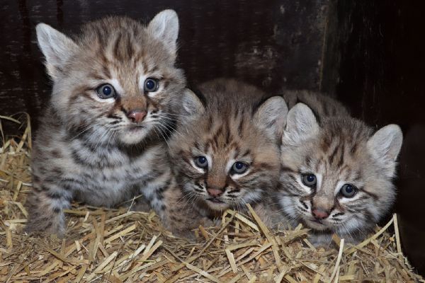 Trojčata rysů se narodila v plzeňské zoo