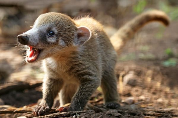 Zoo Plzeň slaví první odchov nosála bělohubého. Mláďata přišla na svět nečekaně brzy