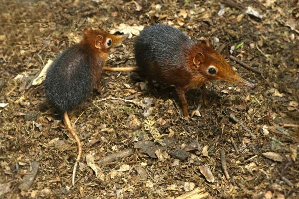 Dvojnásobná radost v Zoo Plzeň. Narodila se vzácná dvojčata bércounů Petersových