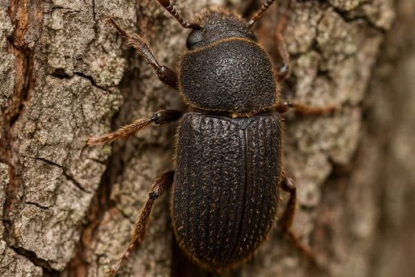 Brdy se zotavují: kůrovec ustupuje a lesy se mění