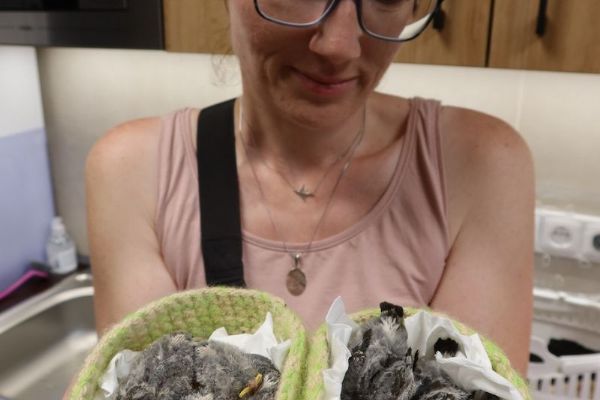 Jiřičky mu vadily, tak shodil hnízdo i s mláďaty. Případ z Nýřan může skončit pokutou