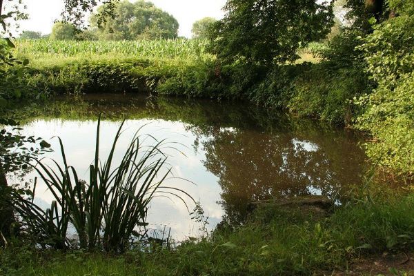 Máte plán, jak pomoci přírodě? Na projekty v krajině lze získat až 250 tisíc korun