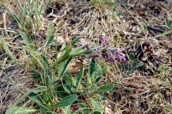 Orchideje v Plzeňském kraji letos oslabilo sucho. Některé rostliny ani nevykvetly