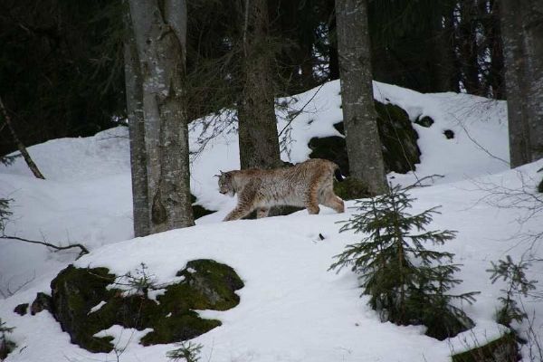 Šumavští rysi přibývají, populace však zůstává izolovaná