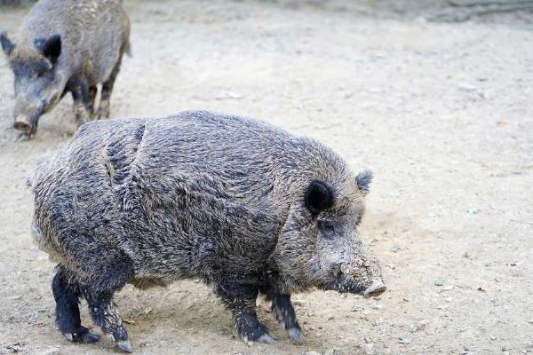 V Klánovicích přibývají střety s divokými prasaty. Radnice nechala odstřelit bachyni a město povolilo lov
