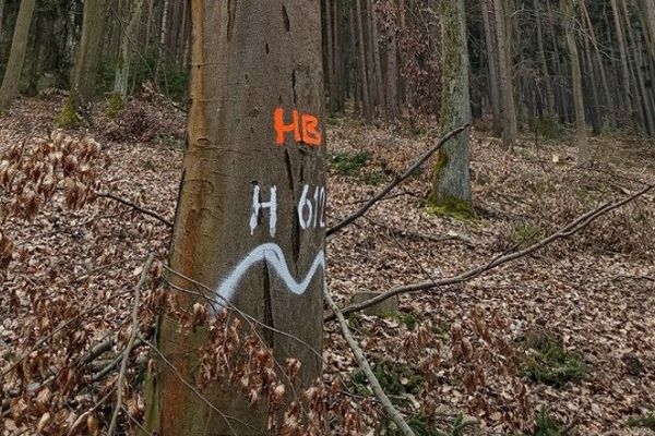 V plzeňských lesích zůstává 150 stromů „pro život“. Pomáhají ptákům, hmyzu i obnově lesa