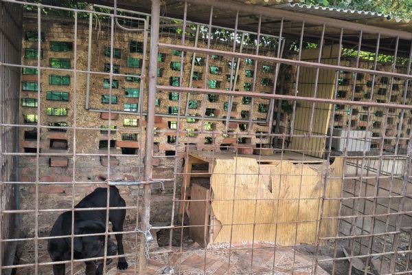 Vyhublí psi, špinavé kotce a zanedbané husy. V Nýřanech zasahovali veterináři s policií