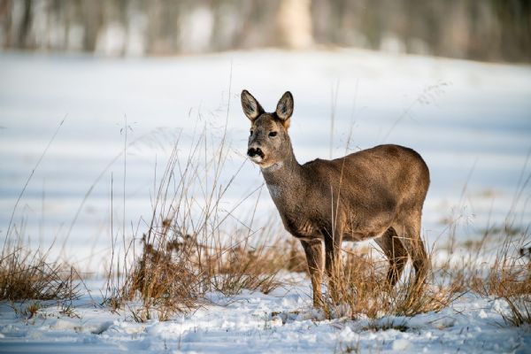 Jak můžete v zimním období pomoci zvířatům a neuškodit