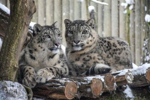 ZOO Jihlava: sníh baví irbise i pandy