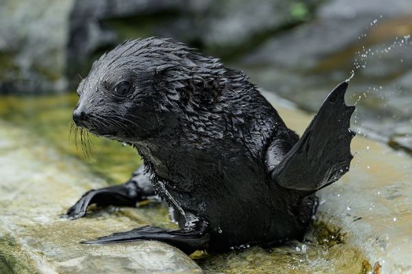 Zoo Praha po sedmi letech přivítala lachtaní mládě. Jabulani se poprvé ukázal návštěvníkům