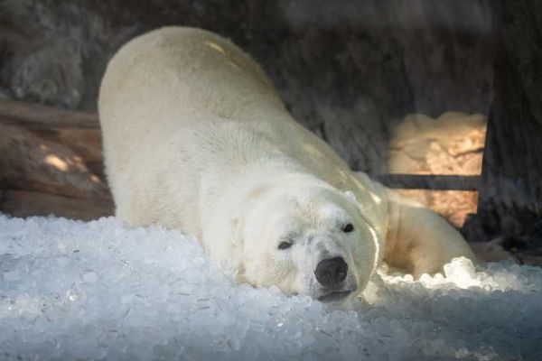 Zoo v ČR bojují s vedrem: Milionové investice a tuny ledu