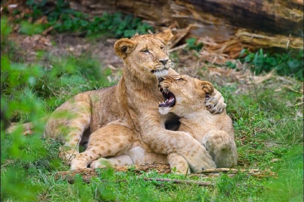 Dvě lvice z Rokycan našly nový domov. Převzala je Zoo Zlín