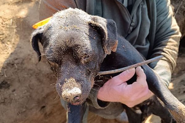 Hasiči zachránili loveckého psa z jezevčí nory. Pomohl bagr i těžká technika