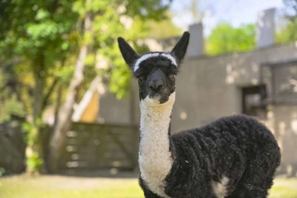 Jihlavská zoo představila mládě alpaky, po zimě se otevřela voliéra Delta Paraná
