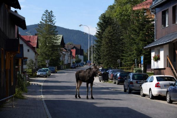 Los Emil se procházel Železnou Rudou. Lidé ho zahlédli v centru i u sjezdovky