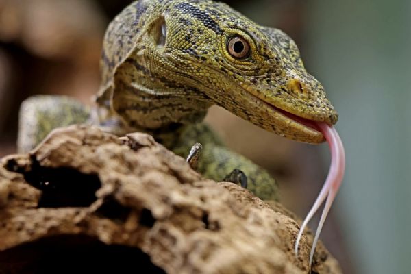 Mladí varani plodožraví v Zoo Plzeň rychle rostou, už měří přes půl metru