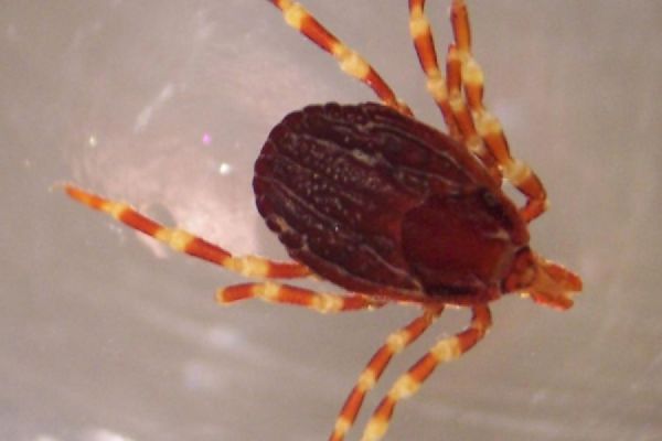 Obří klíšťata Hyalomma byla zaznamenána i v Česku, odborníci doporučují zvýšenou pozornost